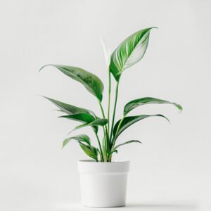 product-03 Silver Mist