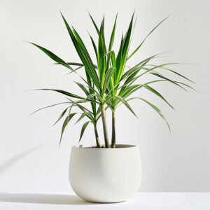 product-05 Desert Bloom